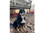 Adopt Kobe a Tricolor (Tan/Brown & Black & White) Husky / Australian Shepherd /