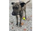 Adopt Connor a Boxer / Mixed Breed (Medium) / Mixed dog in Cobden, IL (39951190)