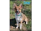 Adopt Solar a Tan/Yellow/Fawn - with White Collie / Shepherd (Unknown Type) /