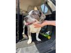 Adopt Bandit a White Dachshund / Catahoula Leopard Dog / Mixed (short coat) dog