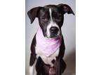 Adopt 24-190D Janae a Black American Pit Bull Terrier / Mixed Breed (Medium) /