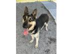 Adopt Panko a Black - with Tan, Yellow or Fawn German Shepherd Dog / Mixed dog