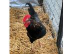 Adopt Senor Doodle a Chicken bird in Silverdale, WA (40931321)