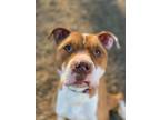 Adopt Cheese a American Pit Bull Terrier / Shar Pei / Mixed dog in Chico