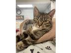 Adopt Maisie a American Shorthair / Mixed (short coat) cat in Carthage