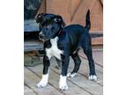 Adopt Buss a Black - with White Schnauzer (Standard) / Labrador Retriever /