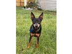 Adopt Toby Roby a Black - with Tan, Yellow or Fawn Miniature Pinscher / Mixed
