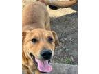 Adopt Steve a Red/Golden/Orange/Chestnut Labrador Retriever / Golden Retriever /