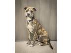 Adopt Mosaic a Boxer dog in Georgetown, OH (41207660)