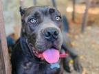 Adopt Cairo a Gray/Blue/Silver/Salt & Pepper Cane Corso / Mixed dog in Citrus