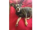 Adopt Maddie a Brown/Chocolate Miniature Pinscher / Mixed dog in Southern