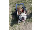 Adopt Queen a Brown/Chocolate American Pit Bull Terrier / Mixed Breed (Medium) /