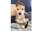 Adopt Alyssa a Tan/Yellow/Fawn American Pit Bull Terrier / Mixed Breed (Medium)