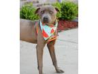 Adopt Jimmy John a American Pit Bull Terrier / Mixed dog in Gautier
