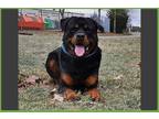 Adopt Argos a Black - with Brown, Red, Golden, Orange or Chestnut Rottweiler /