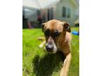 Adopt Raven a Brindle German Shepherd Dog / Boxer / Mixed dog in Bend
