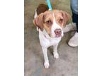 Adopt Cher a Brindle Mixed Breed (Small) / Mixed Breed (Medium) / Mixed (short