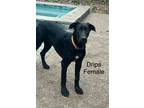 Adopt Drips a Great Dane / Belgian Malinois / Mixed dog in Bullard