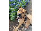 Adopt Amethyst a Rhodesian Ridgeback / Mixed dog in Austin, TX (41212955)