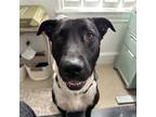 Adopt Milo a Black Mountain Cur / Mixed dog in Austin, TX (41212951)