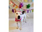 Adopt Giselle a Staffordshire Bull Terrier / Mixed dog in Austin, TX (41212948)