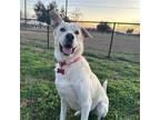 Adopt Baylor a Golden Retriever / Shepherd (Unknown Type) / Mixed dog in Austin