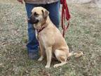 Adopt Pele a Tan/Yellow/Fawn - with Black Black Mouth Cur / German Shepherd Dog