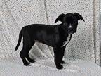 Adopt Flounder a Black - with White Boxer / Pit Bull Terrier / Mixed dog in