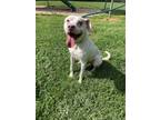 Adopt Dirty Dan a White Labrador Retriever / Mixed Breed (Medium) / Mixed (short