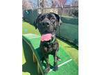 Adopt Poppy a Black Cane Corso / Mixed Breed (Medium) / Mixed (short coat) dog