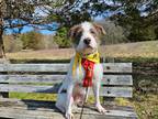 Adopt Alfie a White - with Brown or Chocolate Poodle (Standard) / Australian