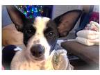Adopt Pete a White - with Black Rat Terrier dog in Richardson, TX (40733324)