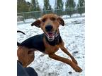 Adopt Maple a Black - with Brown, Red, Golden, Orange or Chestnut Plott Hound /