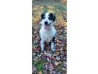 Adopt Ryder a Australian Shepherd / Mixed dog in Boston, KY (39780616)