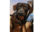 Adopt Nando a Brown/Chocolate Terrier (Unknown Type, Medium) / Australian Kelpie