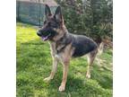 Adopt Luna a Tricolor (Tan/Brown & Black & White) German Shepherd Dog / Mixed
