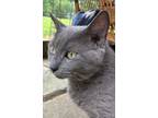 Adopt Gwen Cat-fani a Gray or Blue Domestic Shorthair / Mixed (short coat) cat