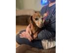 Adopt Chili a Red/Golden/Orange/Chestnut Dachshund / Mixed dog in Foxworth