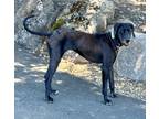 Adopt Slate a Great Dane dog in Pleasant Hill, CA (41144452)