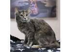 Adopt Zanthia a Gray or Blue Domestic Mediumhair / Mixed Breed (Medium) / Mixed