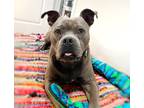 Adopt Xander Lane a Gray/Blue/Silver/Salt & Pepper Pit Bull Terrier dog in