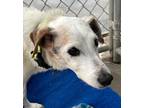 Adopt Bandit a Tricolor (Tan/Brown & Black & White) Jack Russell Terrier / Mixed