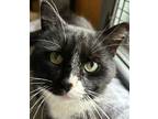 Adopt ELMER a Black & White or Tuxedo Domestic Shorthair / Mixed (short coat)