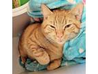 Adopt Red Ryder a Orange or Red Domestic Shorthair / Mixed (short coat) cat in