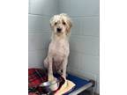 Adopt Forest a White Poodle (Standard) / Labrador Retriever / Mixed (short coat)