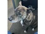 Adopt Shelby a Brown/Chocolate Dutch Shepherd / Mixed Breed (Medium) / Mixed