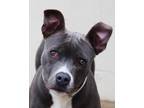 Adopt Lucious a Black American Pit Bull Terrier / Mixed Breed (Medium) / Mixed