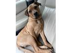 Adopt Boba a Brown/Chocolate - with White American Pit Bull Terrier / Boxer /