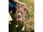 Adopt Nami a Merle American Pit Bull Terrier / Mixed Breed (Medium) / Mixed