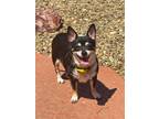 Adopt Semper Fi a Tricolor (Tan/Brown & Black & White) Miniature Pinscher /
